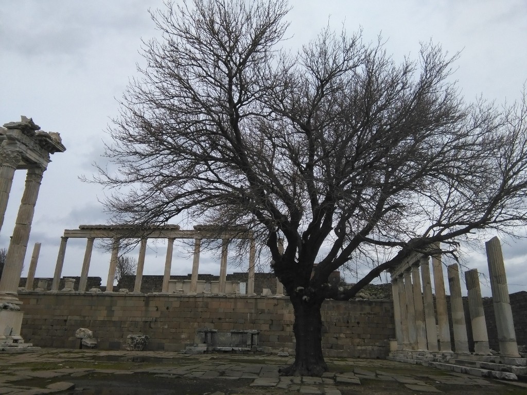 árboles que crecen en mitad de las ruinas de Turquía
