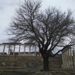 Bergama; árboles en las ruinas de Turquía