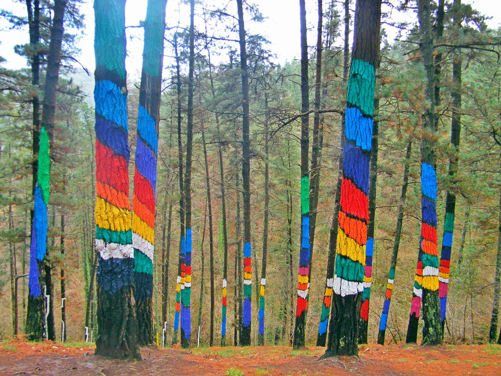 impacto de color en la naturaleza del bosque de oma