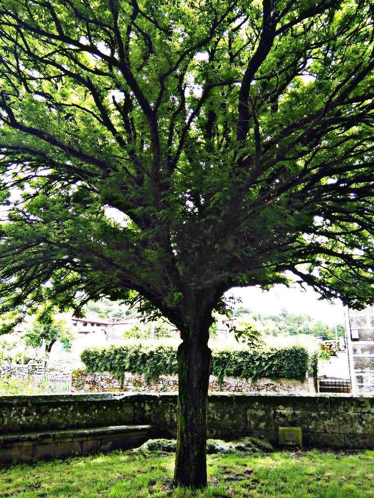 árbol precioso en Villar de Flores 